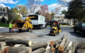 How Our Tree Care Process Works  in  Lofall, WA