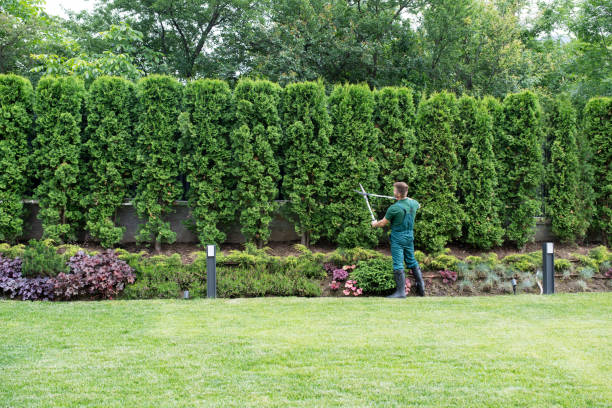 Best Palm Tree Trimming  in Lofall, WA