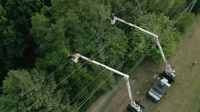 Best Tree Removal  in Lofall, WA