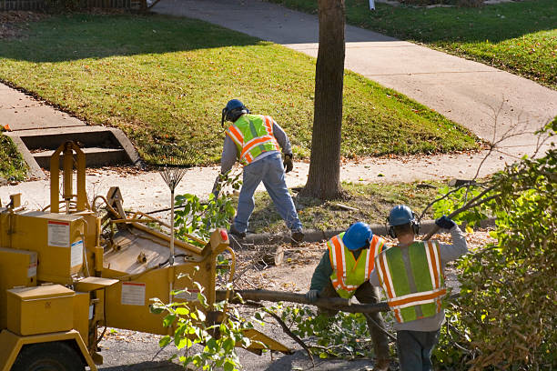 Best Hedge Trimming  in Lofall, WA