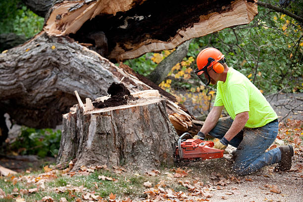 Best Storm Damage Tree Cleanup  in Lofall, WA