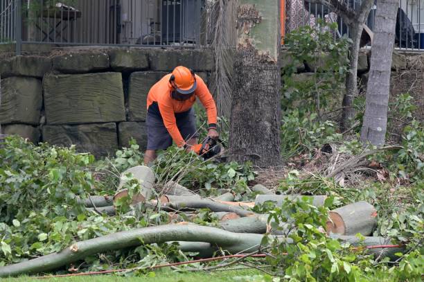 Best Tree Preservation Services  in Lofall, WA