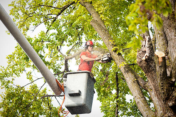 Professional Tree Care Services in Lofall, WA