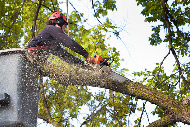 Best Hazardous Tree Removal  in Lofall, WA