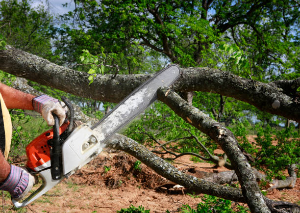 Best Root Management and Removal  in Lofall, WA