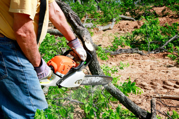 Best Emergency Tree Removal  in Lofall, WA